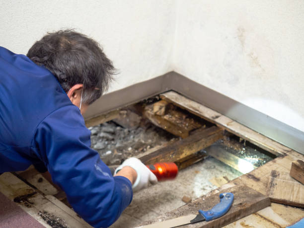 Best Mold Damage Repair  in Thedral City, CA