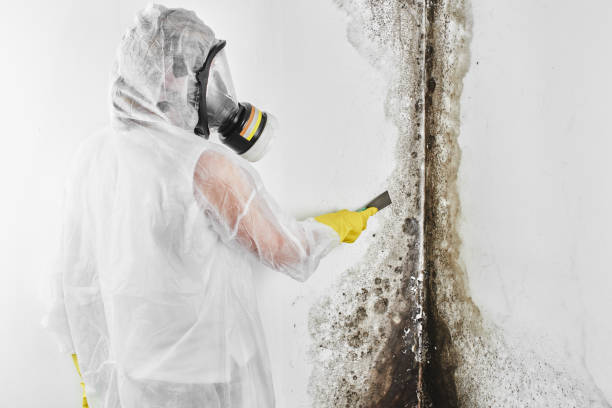 Best Professional Mold Removal  in Thedral City, CA