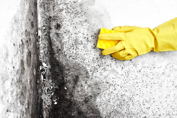 Best Mold Testing  in Thedral City, CA