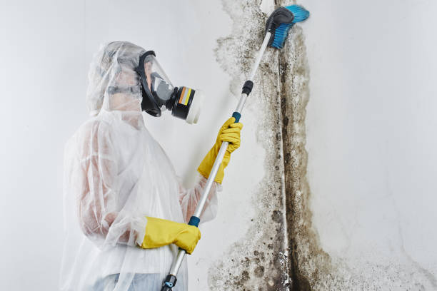Best Toxic Mold Removal  in Thedral City, CA