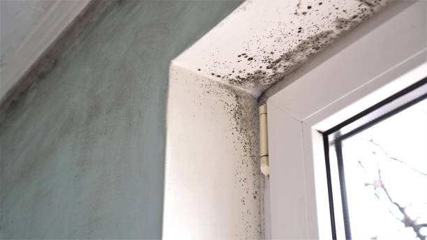 Best Same-Day Mold Removal  in Thedral City, CA
