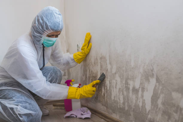 Best Mold Cleaning Services  in Thedral City, CA