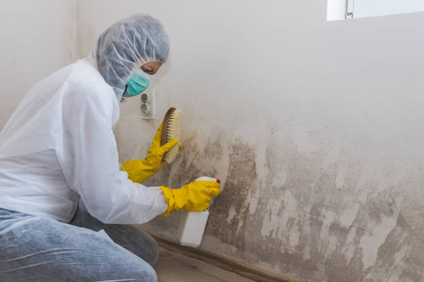 Best Residential Mold Removal  in Thedral City, CA