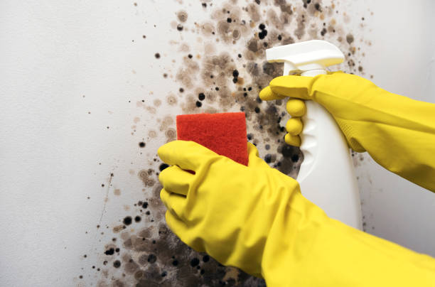 Best Mold Removal Company Near Me  in Thedral City, CA