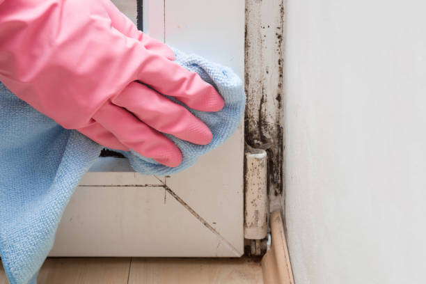 Best Best Mold Removal Companies  in Thedral City, CA