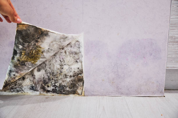 Trusted Cathedral City, CA Mold Removal Experts